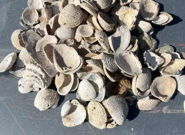 Medium Washed Shell Florida | Punta Gorda, FL | Charlotte County