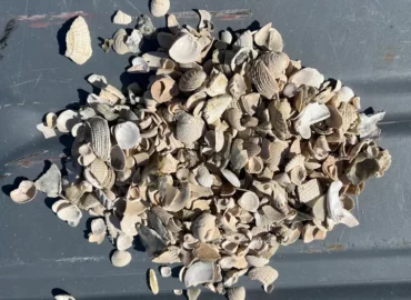 Small Washed Shell Florida | Punta Gorda, FL | Charlotte County